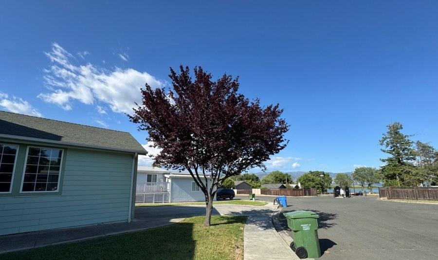 Before: overgrown tree