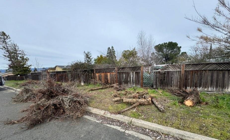 Before: yard debris and cut branches